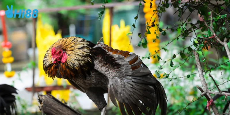 Kịch tính khi coi đá gà trực tiếp