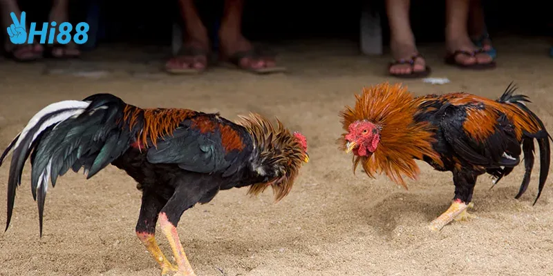 Kỹ thuật huấn luyện cho đá gà kiểu cổ điển Việt Nam