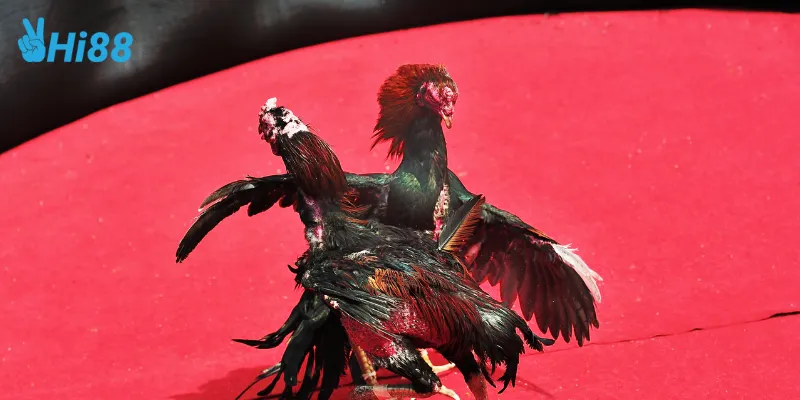 Lợi ích khi coi đá gà tại Hi88