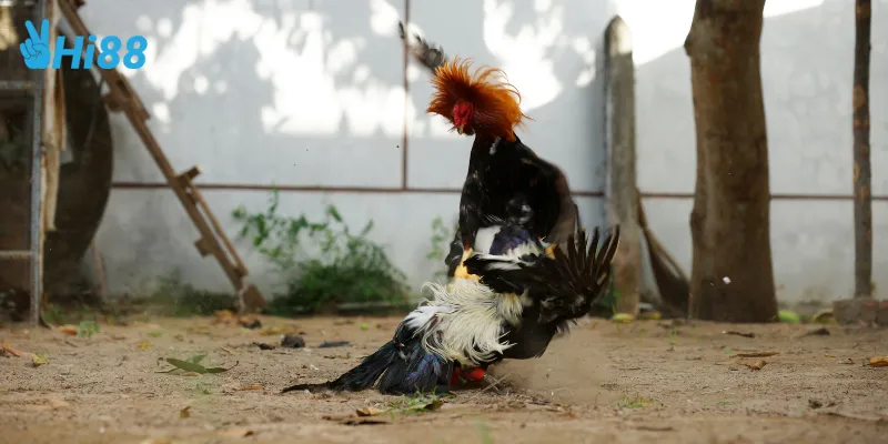 Tham gia cá cược trực tiếp đá gà C1 cực dễ dàng