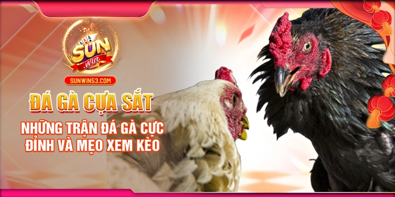 da-ga-cua-sat-nhung-tran-da-ga-cuc-dinh-va-meo-xem-keo