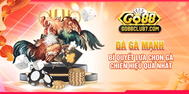 da-ga-manh-bi-quyet-lua-chon-ga-chien-hieu-qua-nhat