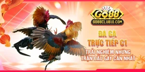 Đá Gà Trực Tiếp C1: Trải Nghiệm Những Trận Đấu Gay Cấn Nhất