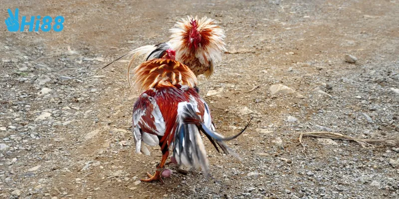 Các hình thức cược trong đấu trường gà tre Việt