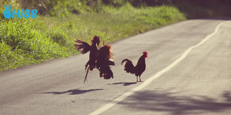 Cách đặt cược đấu trường gà tre Việt