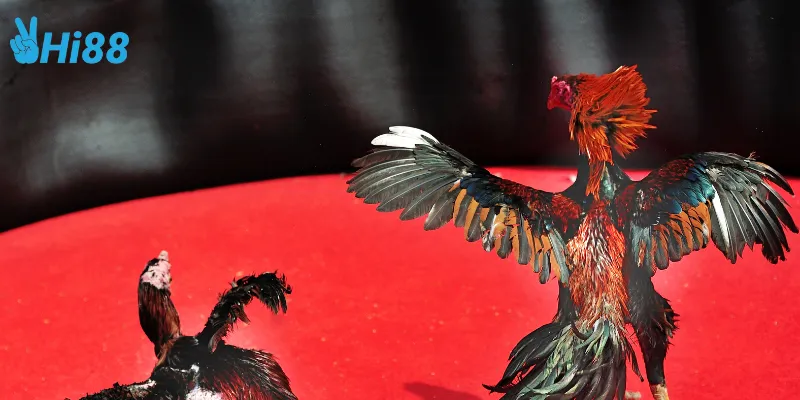 Cách tham gia cược gà siêu chiến