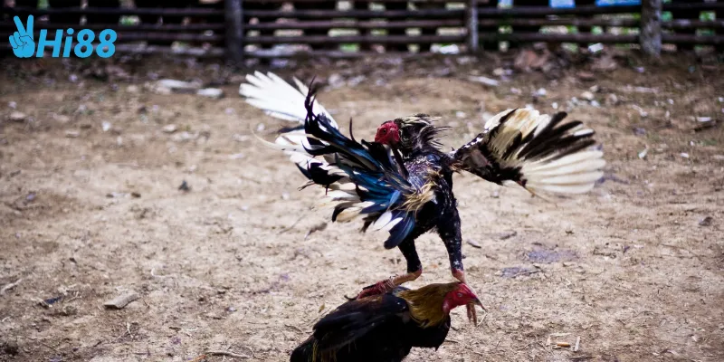 Cách thắng khi chơi đá gà chọi Thái Lan