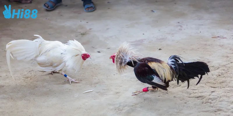 Cách theo dõi kết quả đá gà chọi Thái Lan