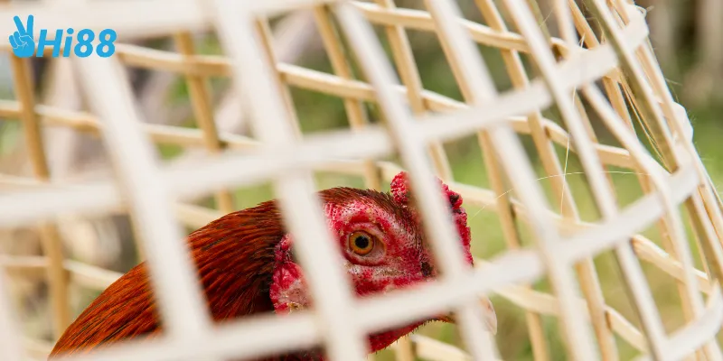 Cập nhật đá gà địa phương châu á tại Hi88