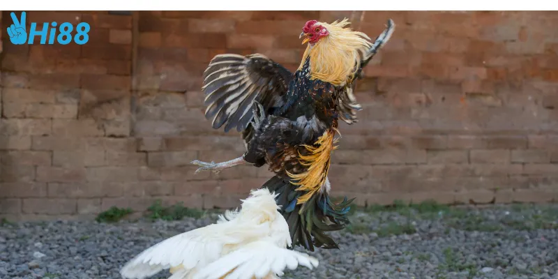 Cập nhật kết quả cược đấu gà siêu chiến nhanh chóng