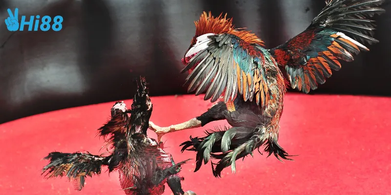 Đá gà chọi Thái Lan là gì?