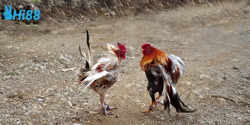 Đá gà cựa kim là gì?