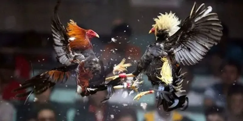 so-luoc-ve-da-ga-cua-sat