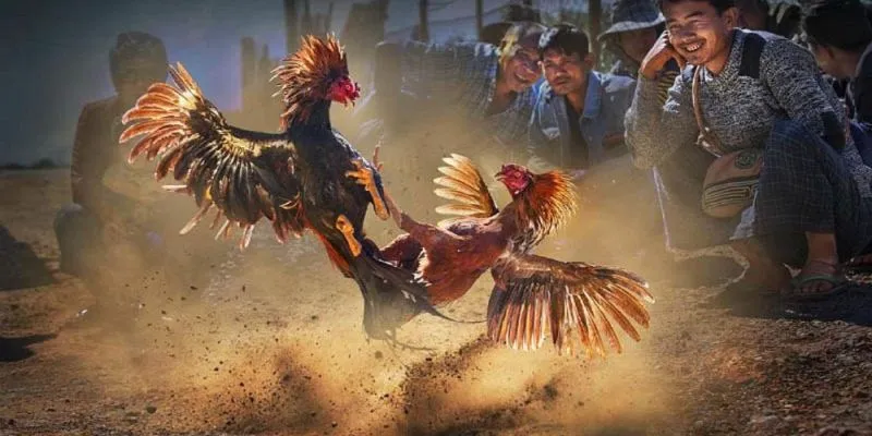 luu-y-khi-choi-da-ga