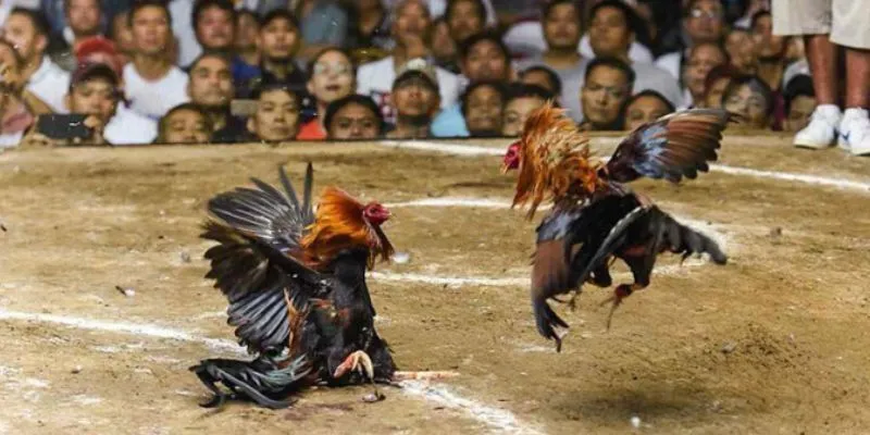 Luật chơi đá gà trực tiếp cơ bản