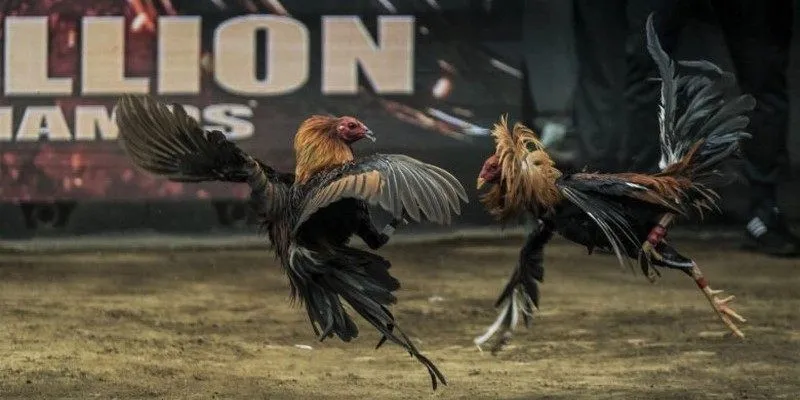 3 điểm cần lưu ý trước khi cá cược đá gà