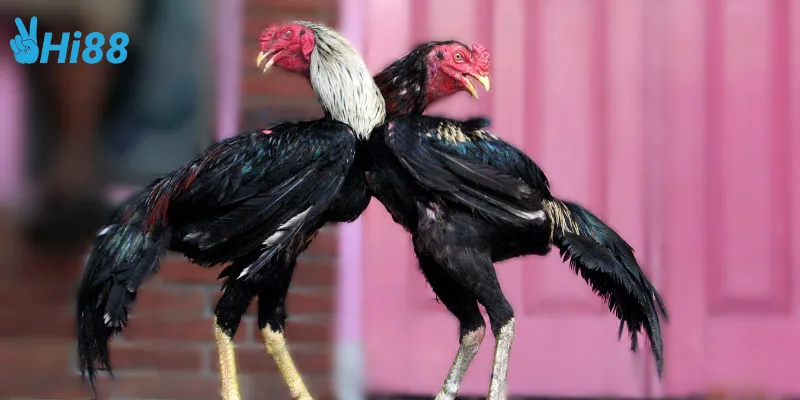 Đấu gà tiền tỷ Campuchia là gì?