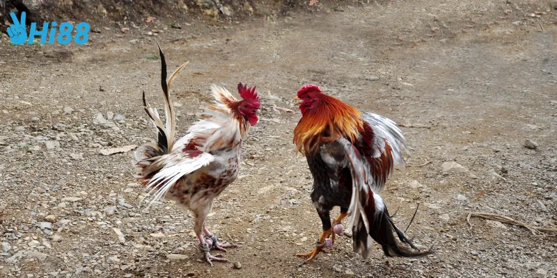 Đấu trường gà tre Việt là gì?