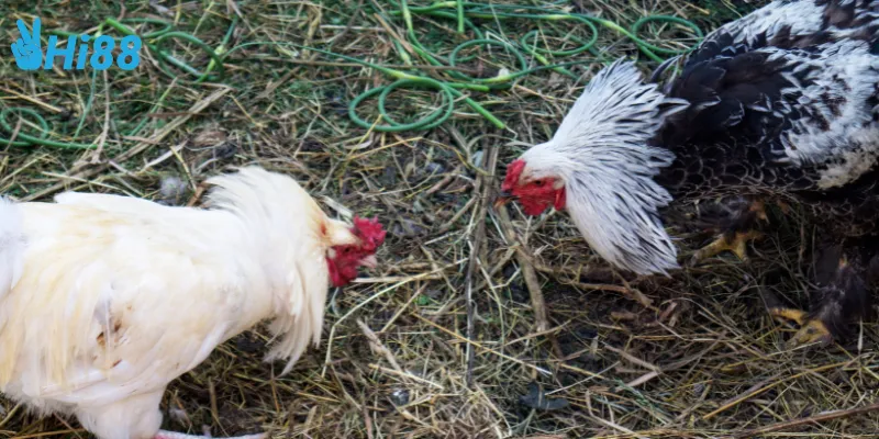 Giới thiệu đá gà địa phương châu Á là gì?