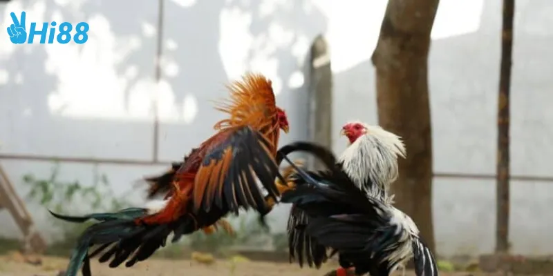 Quy tắc tham gia đấu trường gà khổng lồ