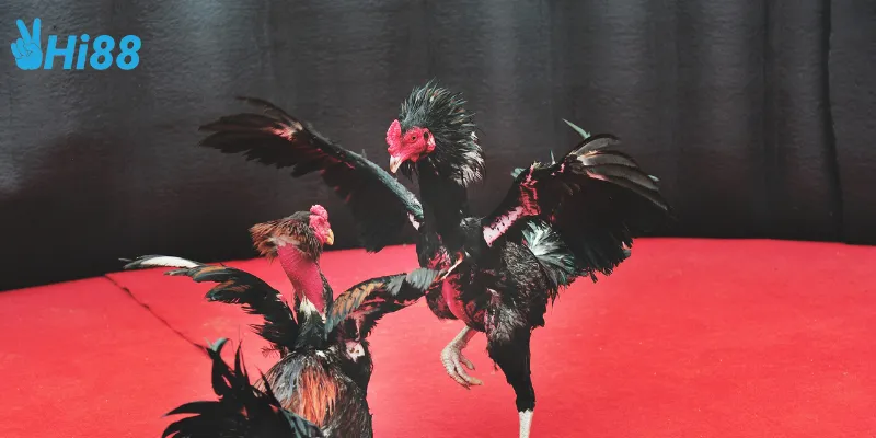 Theo dõi đấu trường gà khổng lồ trực tiếp