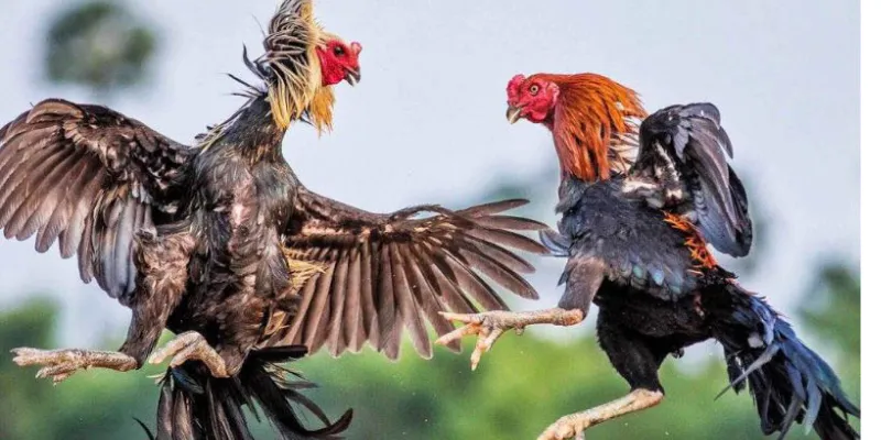 loi-ich-noi-bat-khi-tham-gia-choi