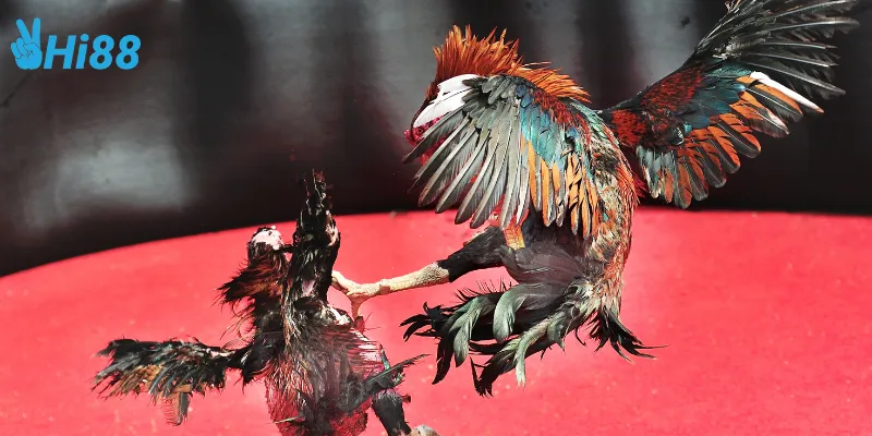 Yếu tố đặc biệt của đá gà cựa kim